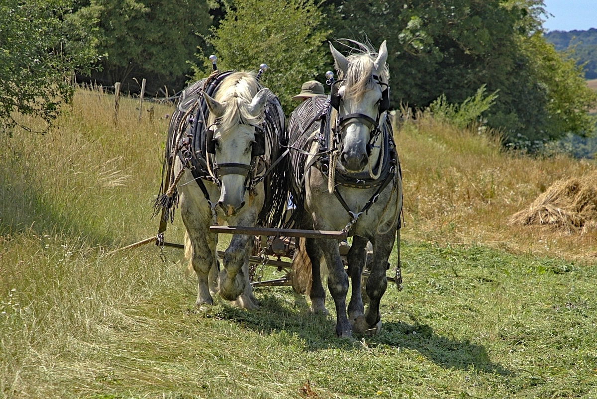 Heading for Lunch - John Pinches